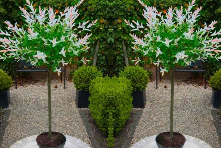 Pair of Salix Flamingo Trees