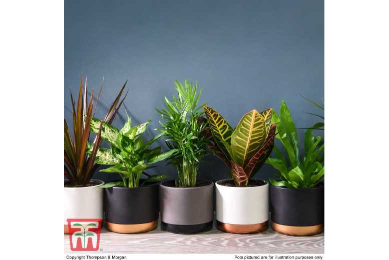 up to 8 ‘New Home’ Houseplants