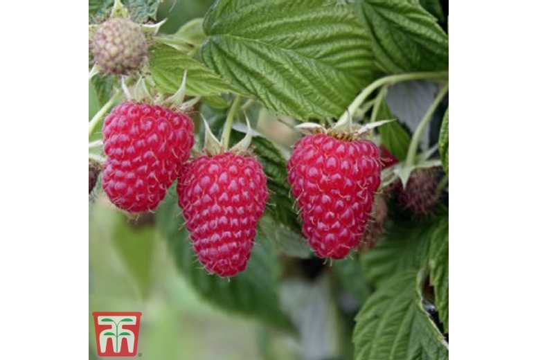 Raspberry Summer Lovers Late – 1 Plant