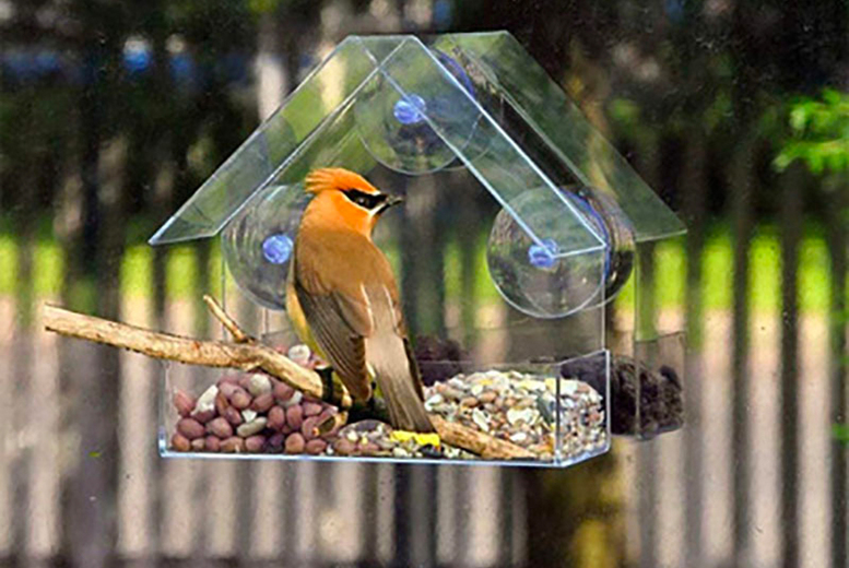 Acrylic Bird Food Bowl