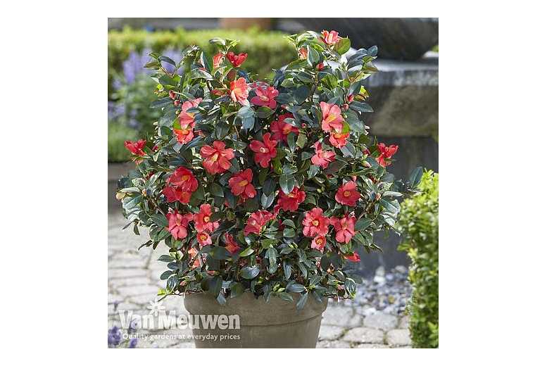 1 or 2 Camellia ‘1001 Summer Nights’ Plants