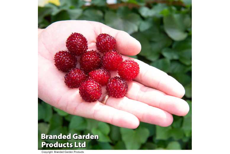 Raspberry Tree Hararasp Potted Plant