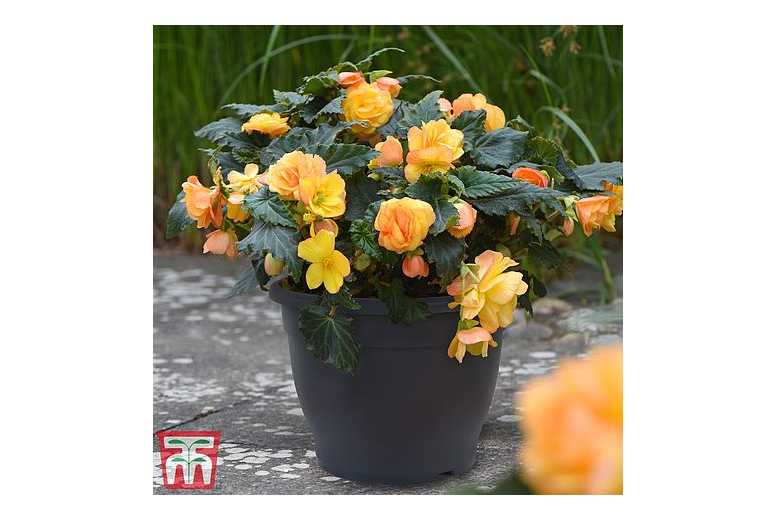 Patio Planter Dk Grey