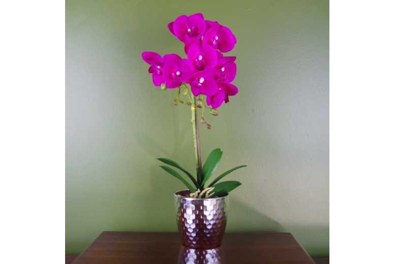 50cm Phalaenopsis Orchid