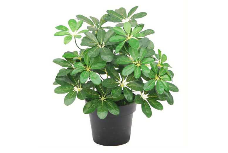 55cm Artificial Evergreen Ficus Tree