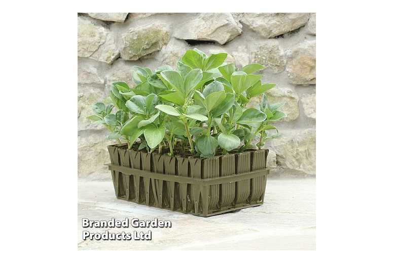 Deep Root Trainers x2