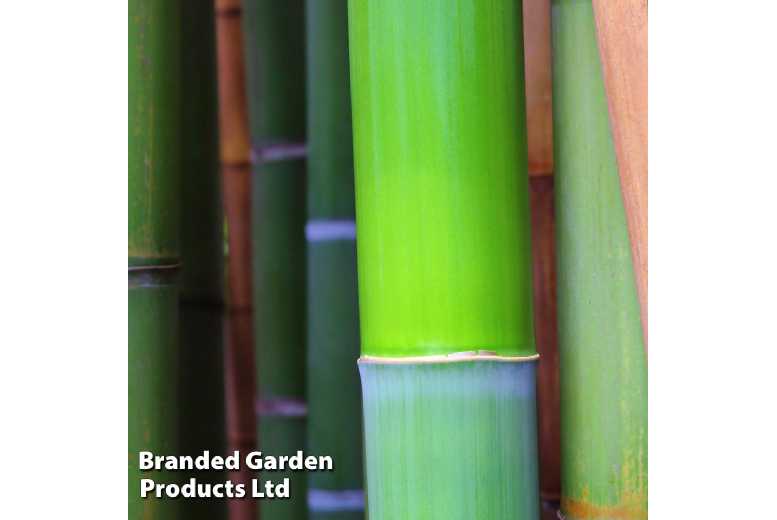 Bamboo Phyllostachys Bissetti Plant