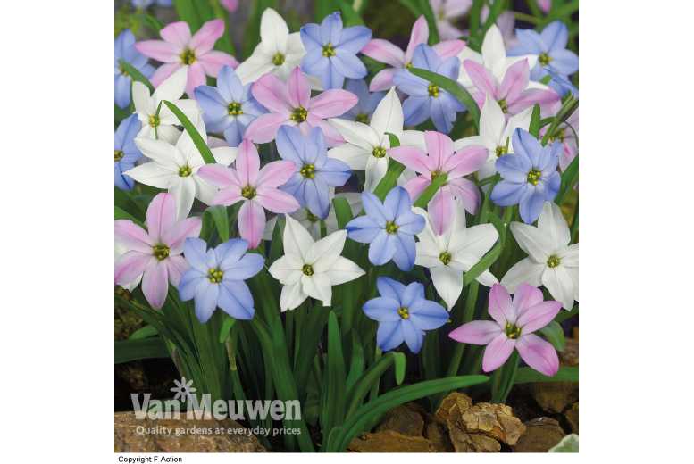 up to 100 Ipheion Mix 25 Bulbs