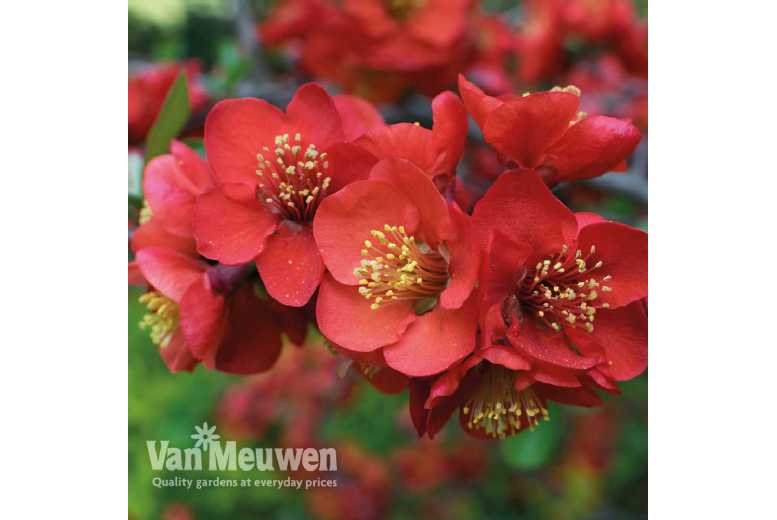 1 or 2 Chaenomeles Crimson and Gold