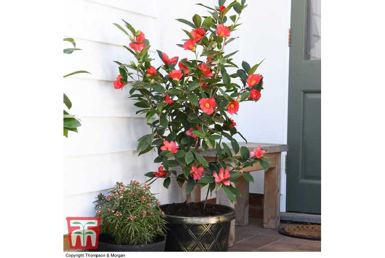 Camellia 1001 Summer Nights Jasmine
