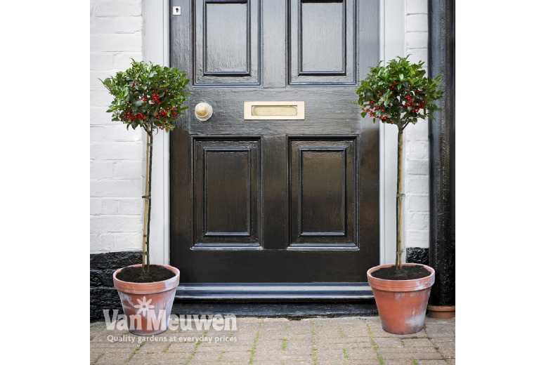 1 or 2 Holly Blue Maid Standard Trees