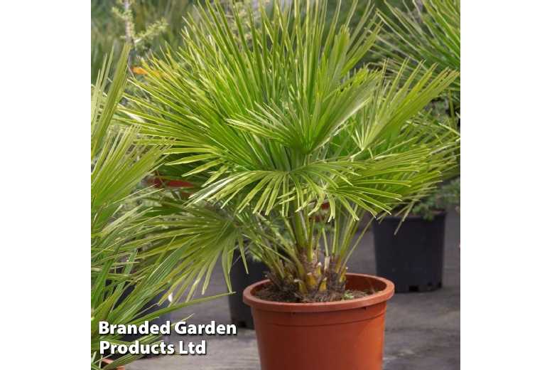 1 or 2 Dwarf Fan Patio Palm Trees