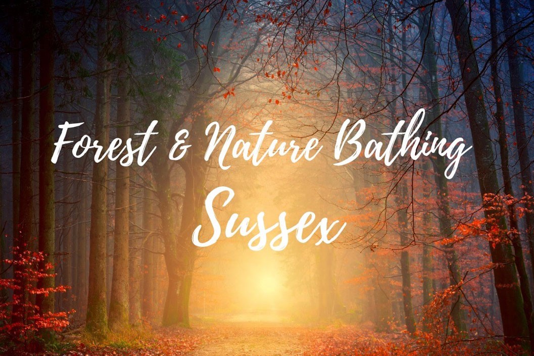 Forest Bathing and Woodland Wellbeing Walk for One in Brighton