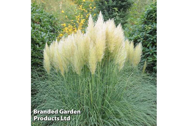 1 or 2 ‘White’ Pampas Grass Plants