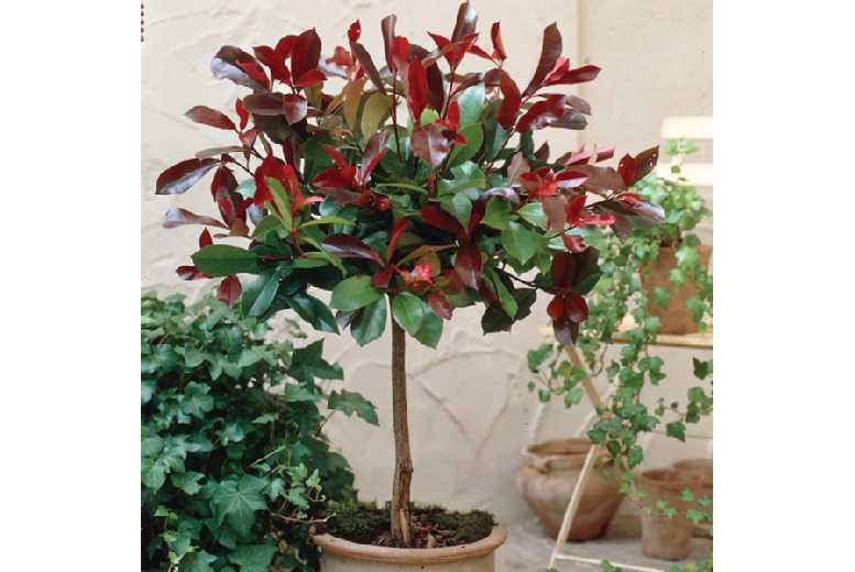 1 or 2 Photinia Red Robin Trees