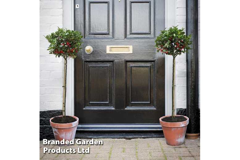 1 or 2 Holly ‘Green Alaska’ Trees