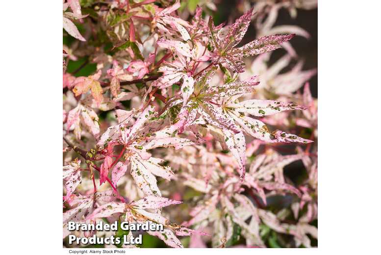 Acer palmatum Ukigumo Potted Plant