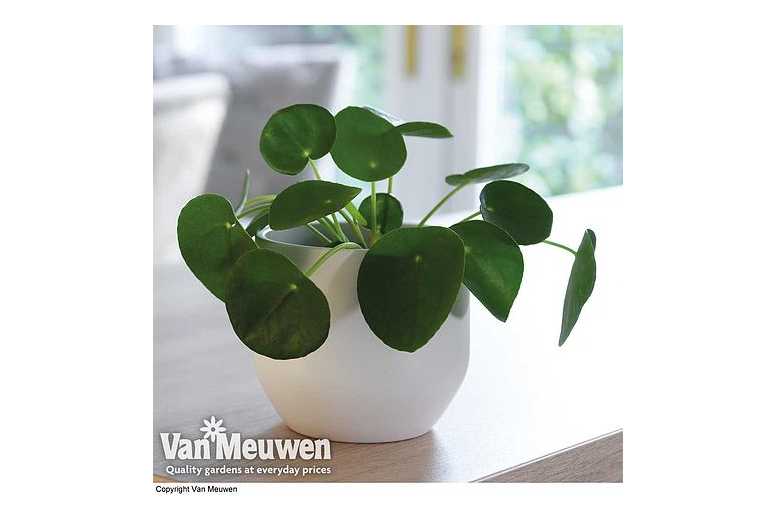1 or 2 Pilea – Chinese Money Houseplants