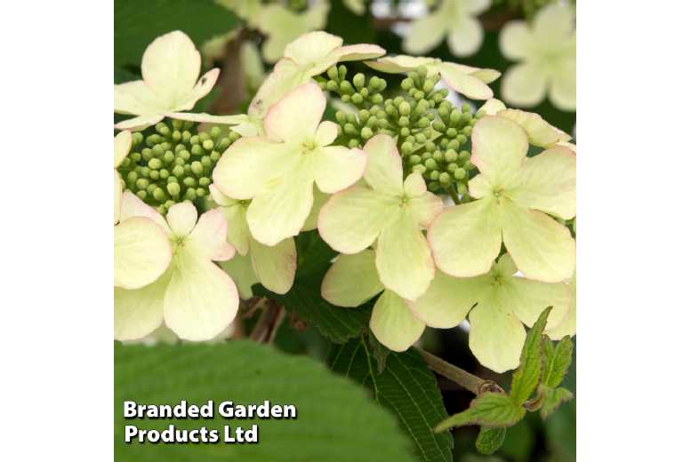 Viburnum Kilimanjaro Sunrise Plant