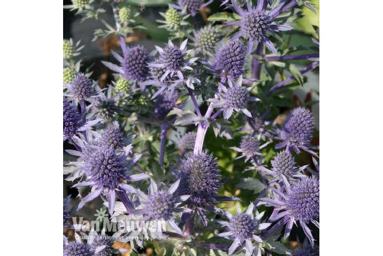 up to 6 Eryngium Planum Plants