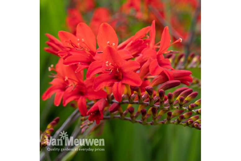 Red Crocosmia Lucifer
