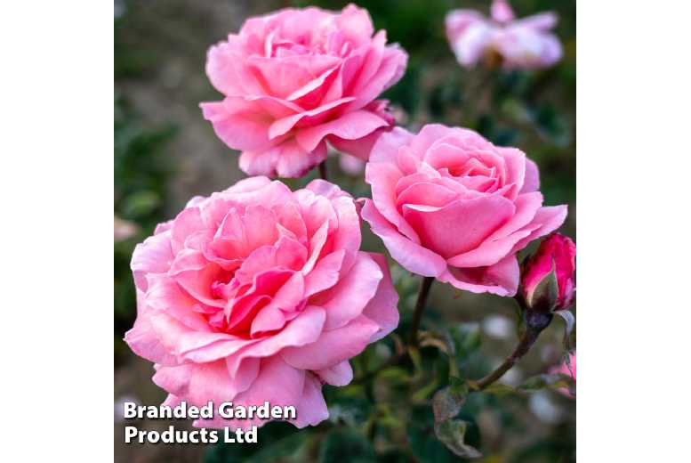 1 or 2 Rose Queen Elizabeth Plants