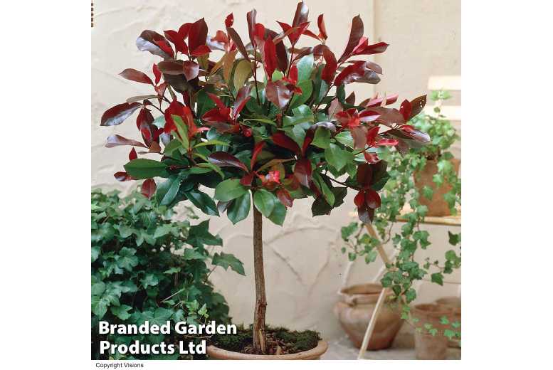 1 or 2 Photinia Little Red Robin Standards