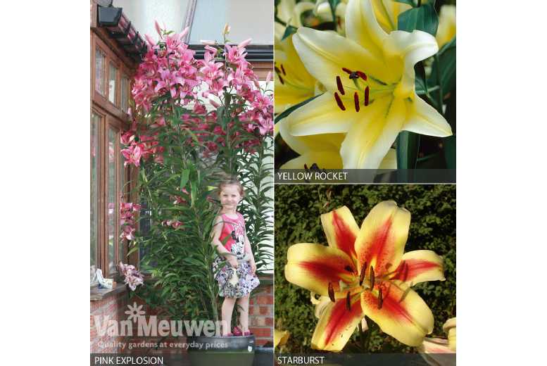 up to 18 Tree Lily Bulbs