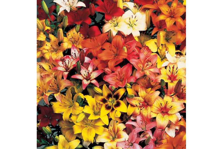 up to 100 Ground Cover Lily Bulbs
