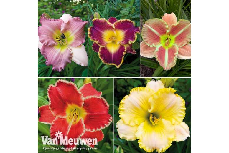 5 or 10 Hemerocallis Day Lily Plants