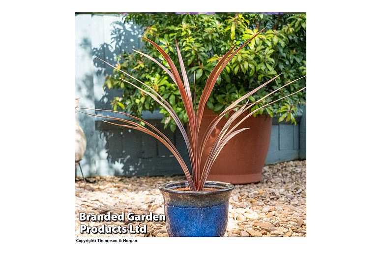 1 or 2 Cordyline Red Star Plants