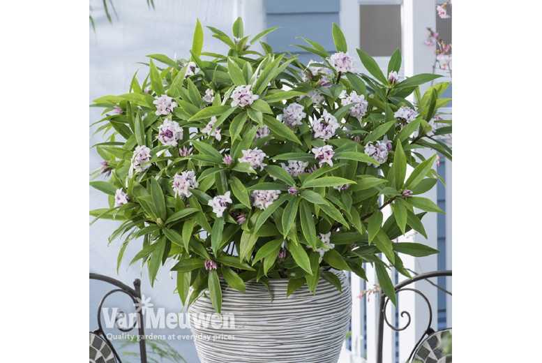 1 or 2 Daphne Perfume Princess Plants