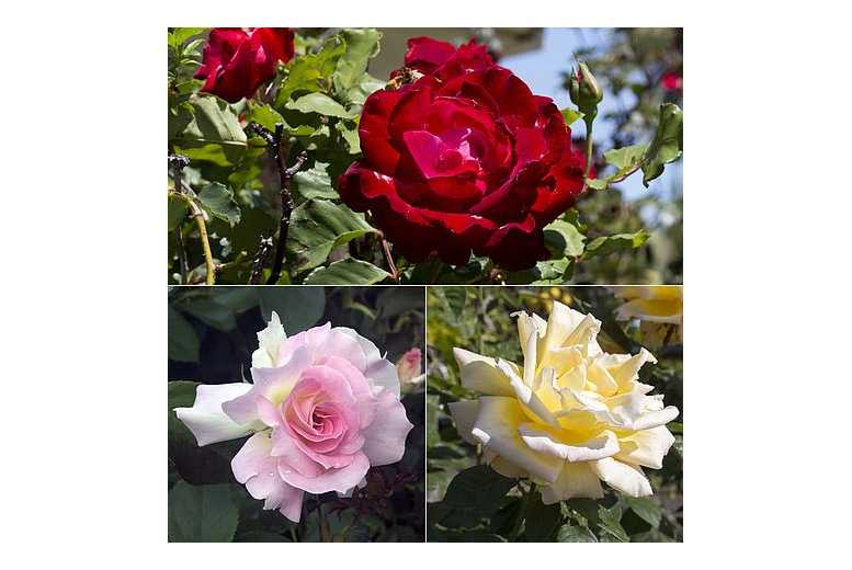 Red, Pink or Yellow Rose Plants