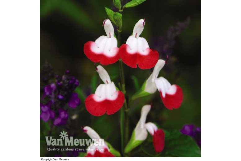 Salvia Microphylla Hot Lips Plant