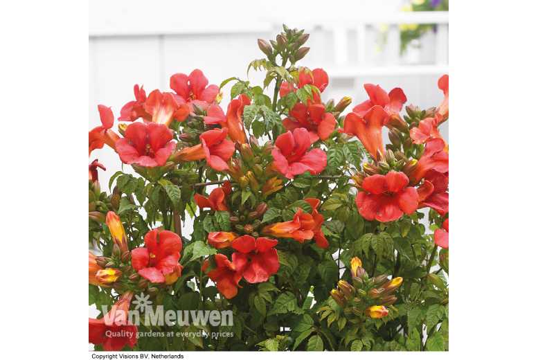 1 or 2 Climbing Campsis Trumpet Fire