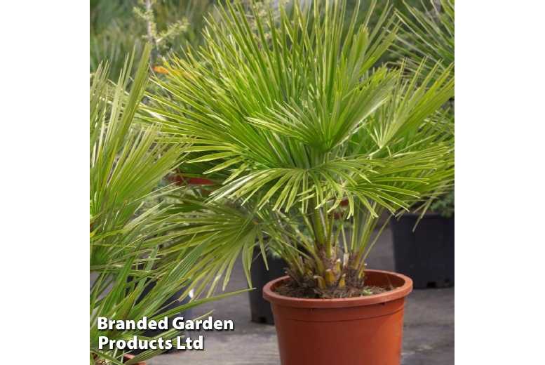 1 or 2 Dwarf Fan Palm Trees