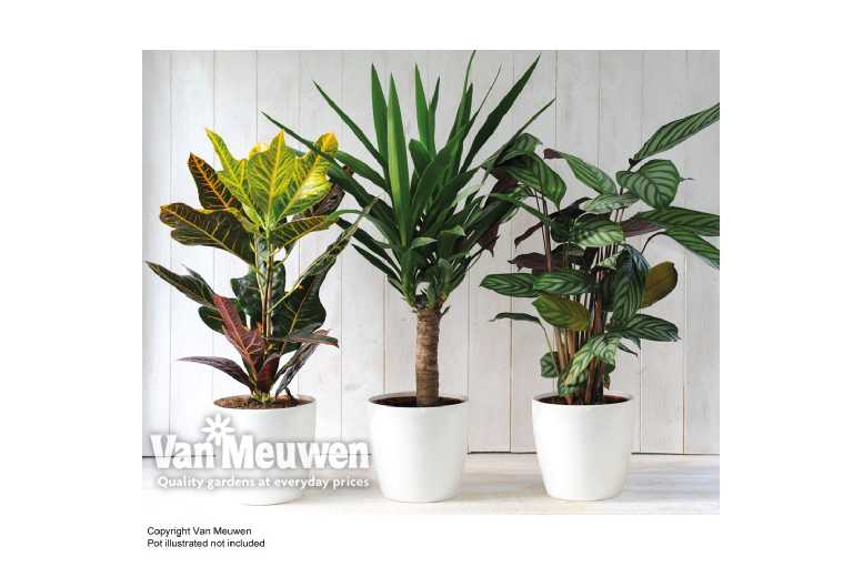 3 or 6  Scandi Houseplant Collection