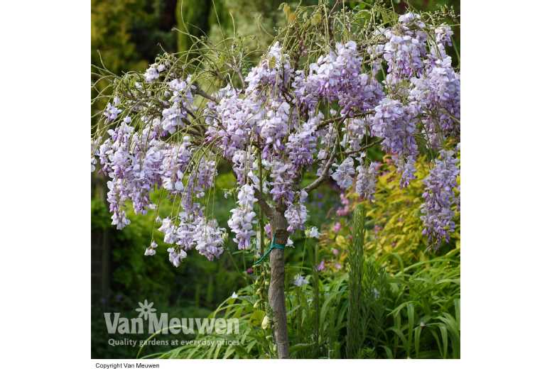 1 or 2 Wisteria Tree Standard
