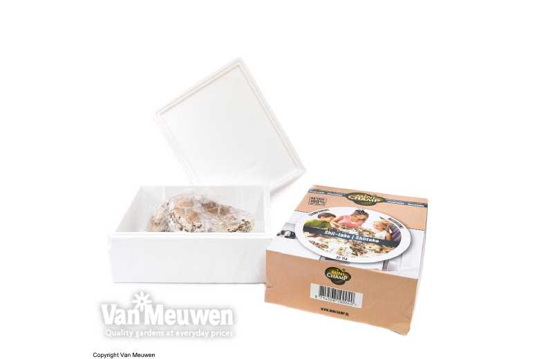 Grow your own Oyster Grey Mushrooms