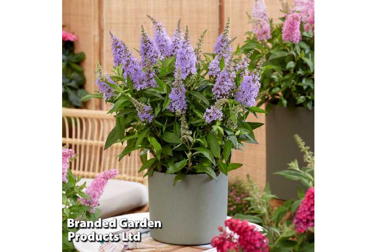 Buddleja Butterfly Candy Plants