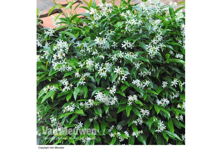 1 or 2 Trachelospermum Star Jasmine Plants