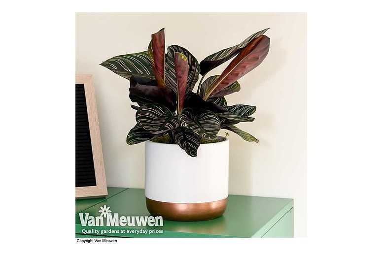 up to 3 Calathea Sanderiana Houseplants