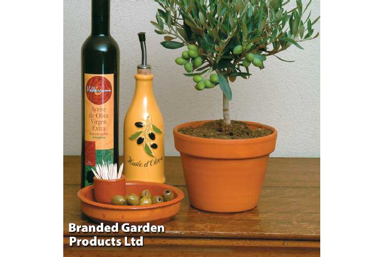 1 or 2 Olive Tree Standards