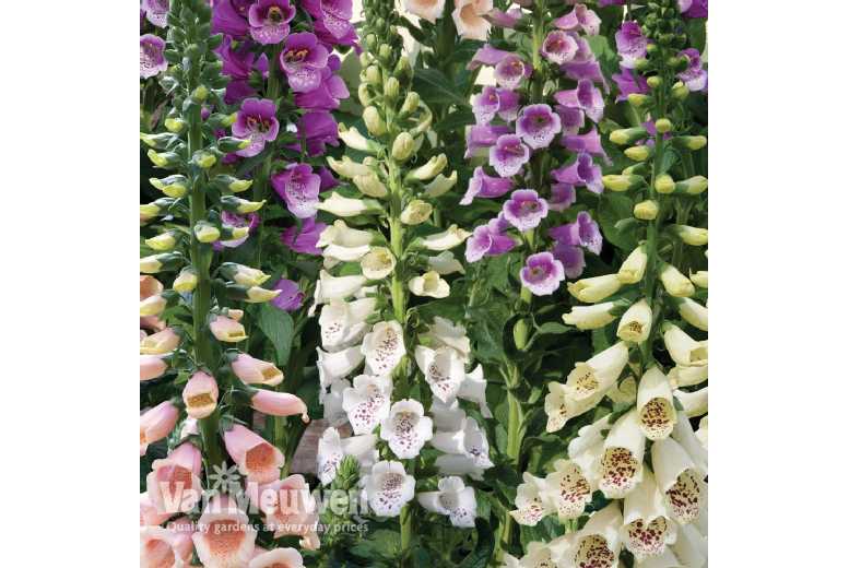 3 Potted Foxglove Dalmatian Plants
