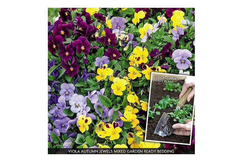 15 or 30 Viola ‘Autumn Jewels Mixed’