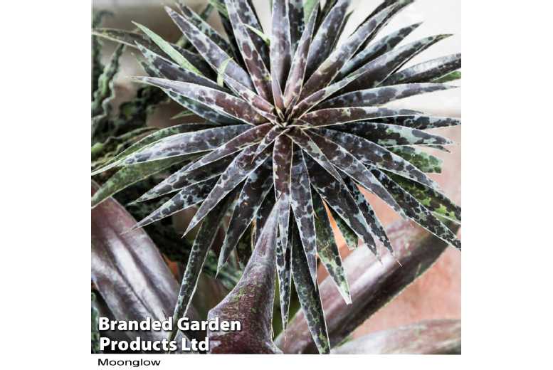 Mangave Collection – 3 plants