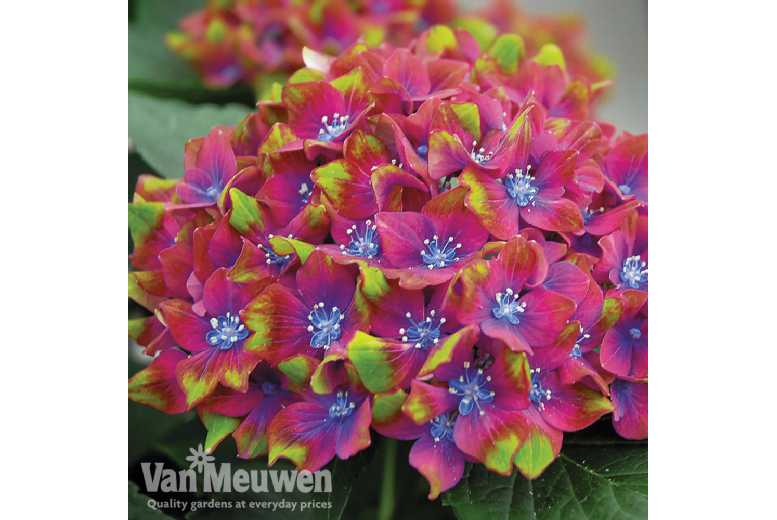 up to 4 Hydrangea Glam Rock Plants