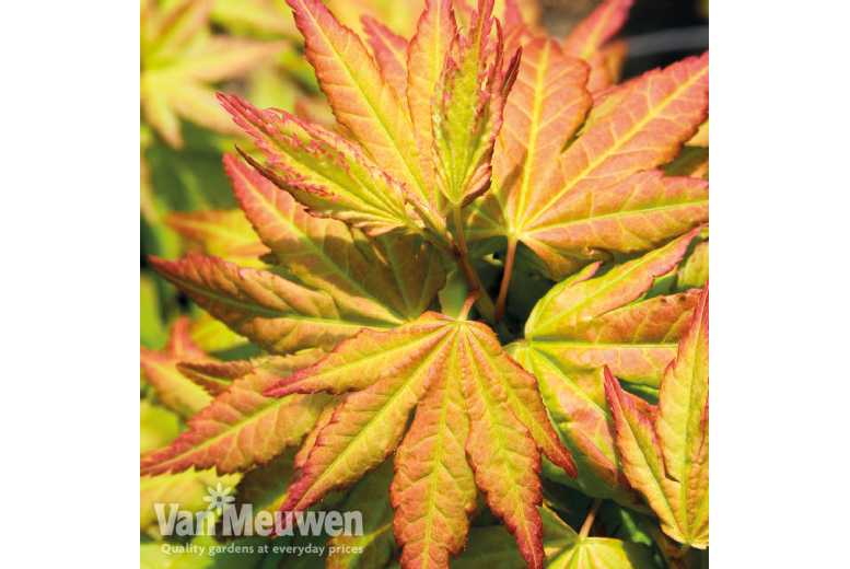 2 Acer Orange Beauty Plants