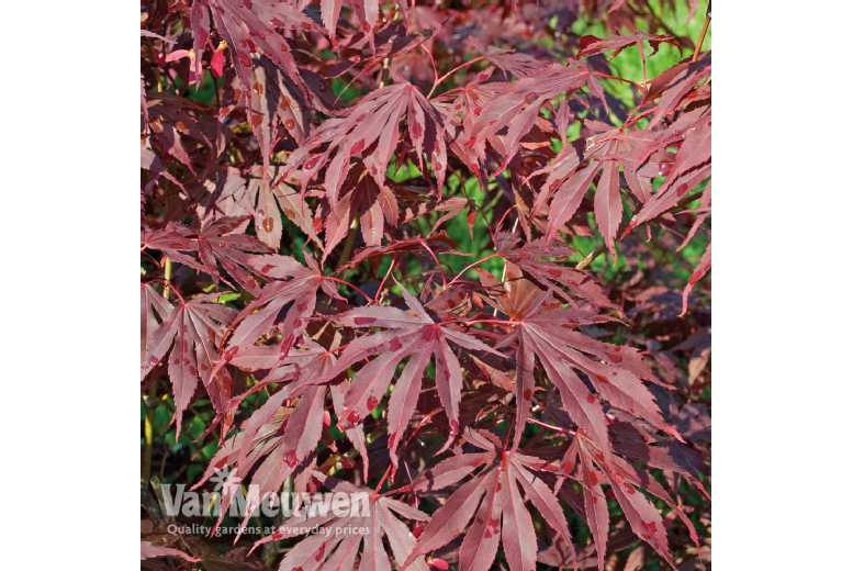 Up to 4 Japanese Acer palmatum Plants