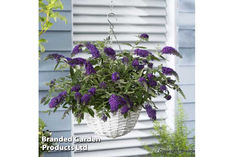 1 or 3 Buddleja Dreaming Purple Plants